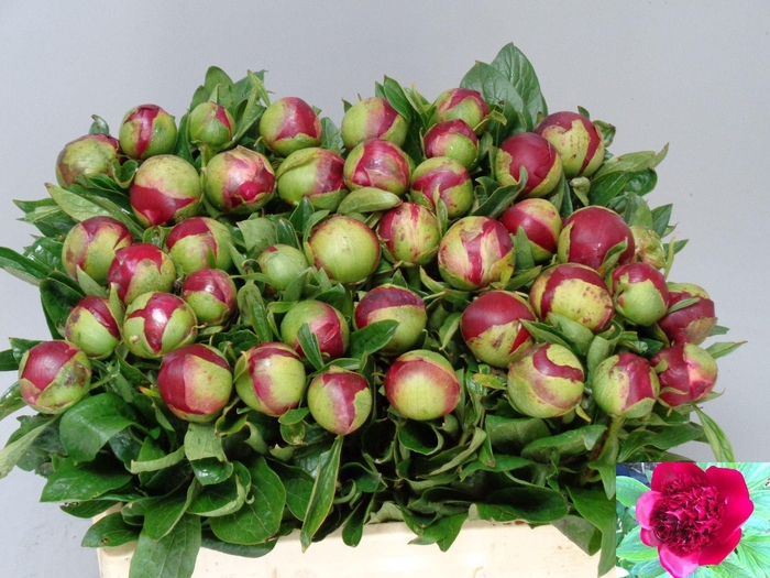 <h4>PAEO RED CHARM</h4>