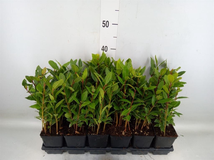 <h4>Laurus nobilis</h4>