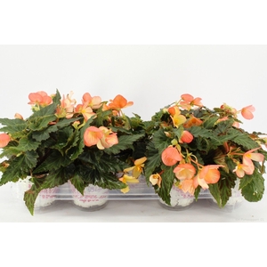 Begonia Waterfall Angel Soft Orange