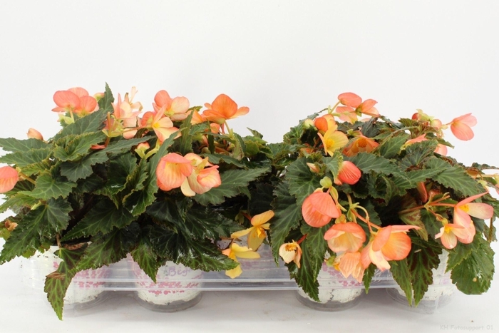 <h4>Begonia Waterfall Angel Soft Orange</h4>