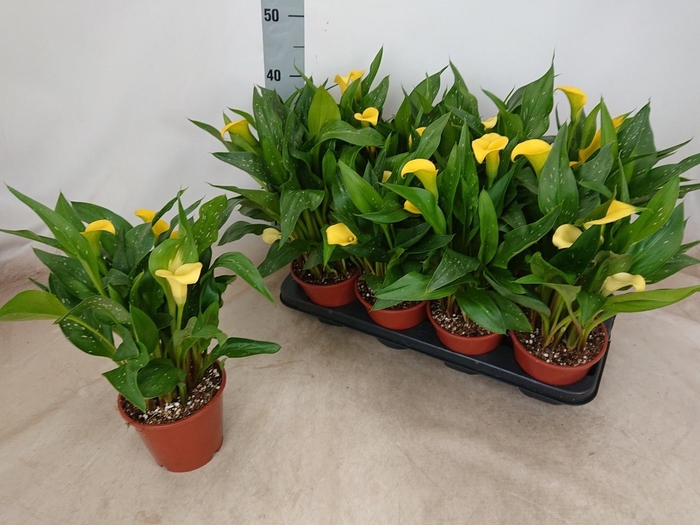 <h4>ZANT SUNCLUB</h4>