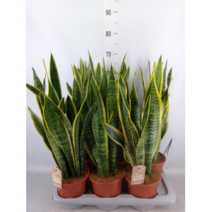 Sansevieria trifa. 'Laurentii'