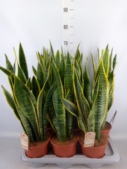 <h4>Sansevieria trifa. 'Laurentii'</h4>