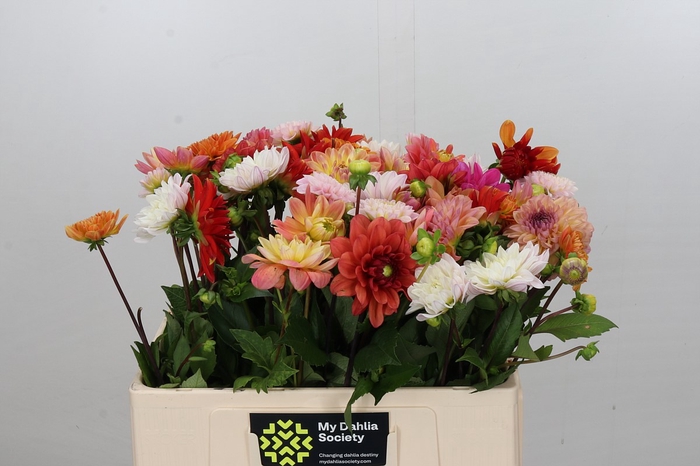 <h4>Dahlia Luxe Gemengd in bos</h4>