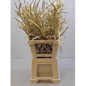 EUC GREVILLEA PB VERF GOUD