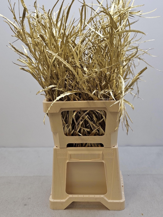 EUC GREVILLEA PB VERF GOUD