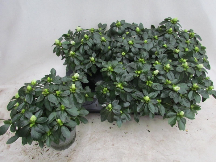 <h4>RHODO SI AIKO WHITE</h4>