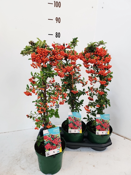 <h4>PYRAC CO RED COLUMN</h4>