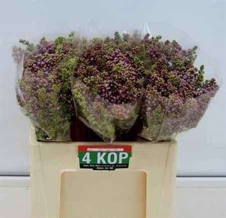 <h4>Syr V R V Horstenst</h4>