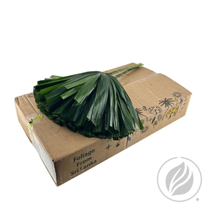 Rhapis 52cm Cutted Doos