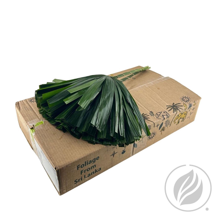 <h4>Rhapis 52cm Cutted Doos</h4>