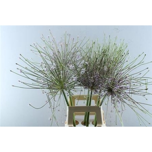 Allium Schubertii