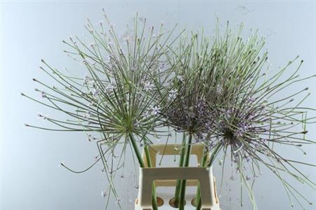 <h4>Allium Schubertii</h4>