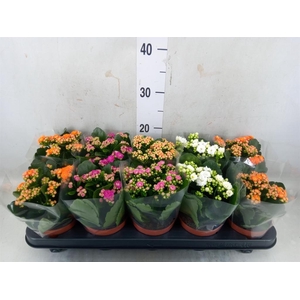 Kalanchoe blos.   ..rosebud mix  5