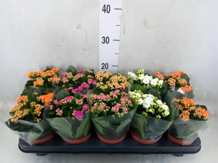 <h4>Kalanchoe blos. ..rosebud mix 5</h4>