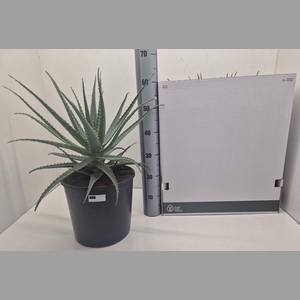 ALOE ARBORESCENS