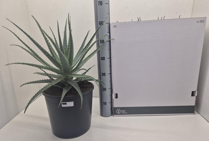 <h4>ALOE ARBORESCENS</h4>
