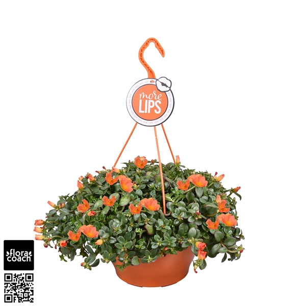 <h4>MoreLIPS® Portulaca Mono ''Orange''</h4>