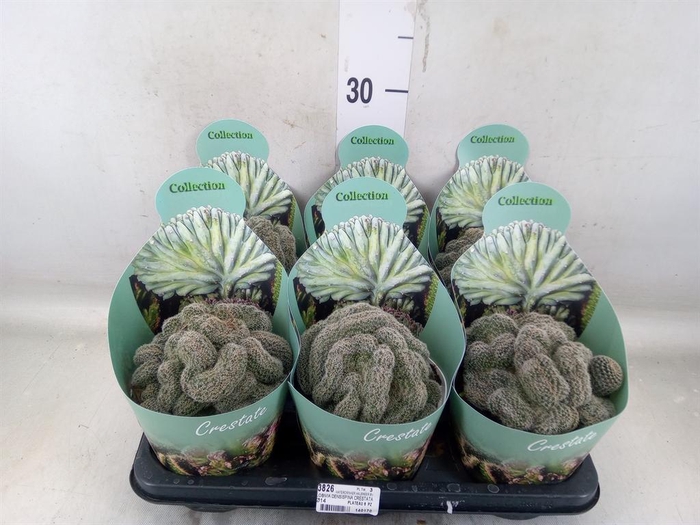 <h4>Cactus   ...</h4>