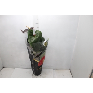 ANTHURIUM SEMPRE P17 PREMIUM