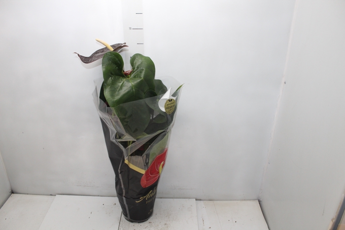 <h4>ANTHURIUM SEMPRE P17 PREMIUM</h4>