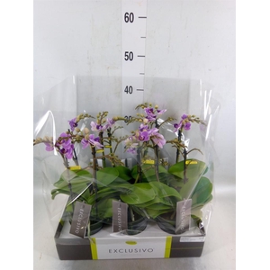 Phalaenopsis multi. 'Violet Queen'