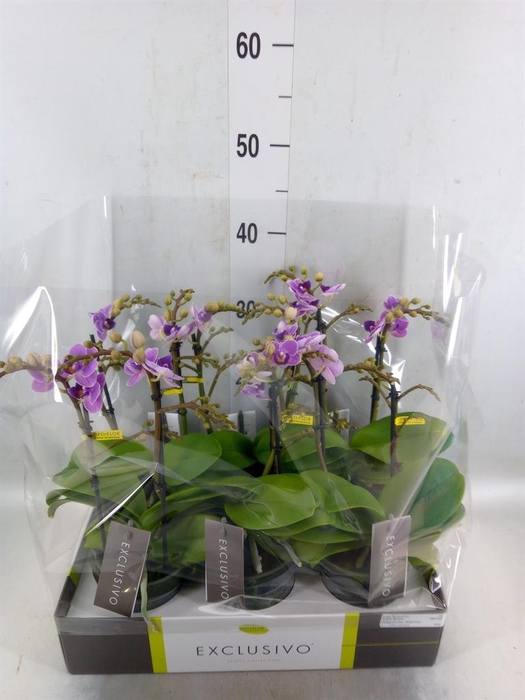 <h4>Phalaenopsis multi. 'Violet Queen'</h4>