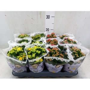 Kalanchoe blos.   ..rosebud mix  5