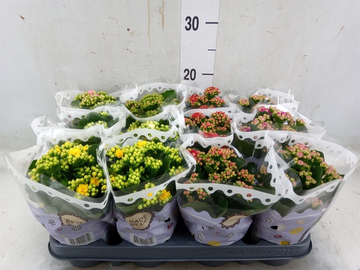 <h4>Kalanchoe blos.   ..rosebud mix  5</h4>
