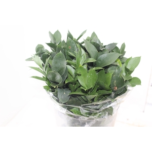 FOLHAGEM RUSCUS 050 CM