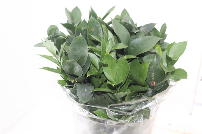 <h4>FOLHAGEM RUSCUS 050 CM</h4>