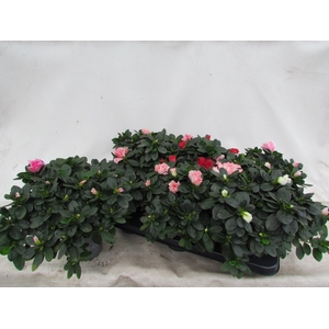 RHODO SI VOGEL GEM