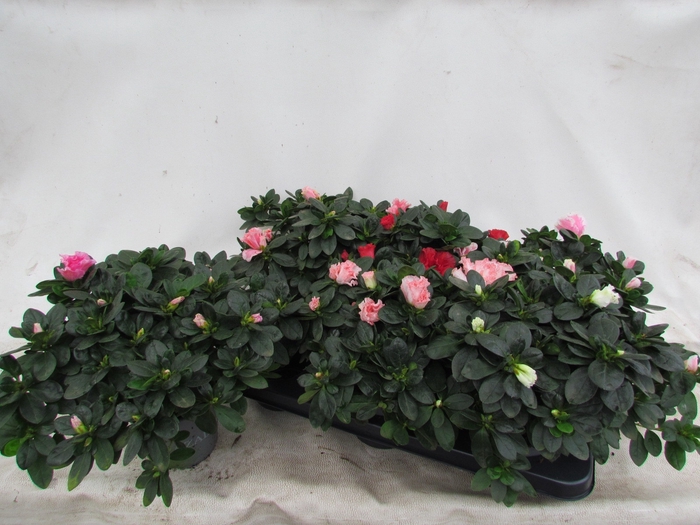 <h4>RHODO SI VOGEL GEM</h4>