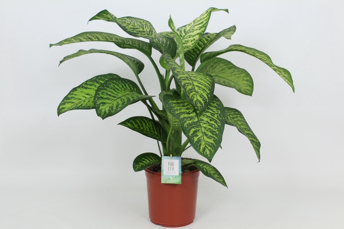 <h4>Dieffenbachia Tropic Jewel</h4>