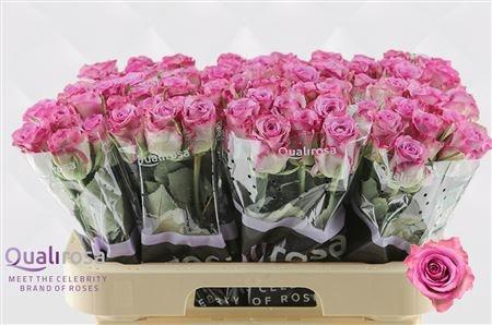 <h4>R GR THRILLER</h4>