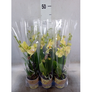 Phalaenopsis multi. 'Ant Livorno'