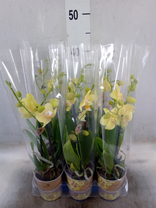 <h4>Phalaenopsis multi. 'Ant Livorno'</h4>