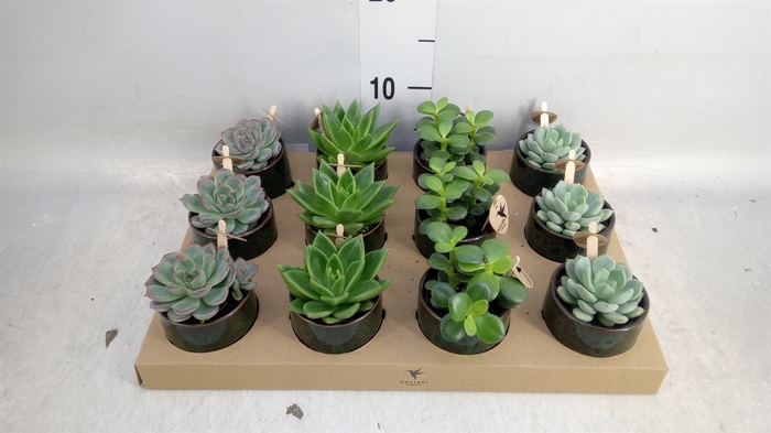 <h4>Succulents   ...mix 3</h4>