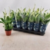 Spathiphyllum 'Chopin'