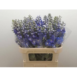 DELPH DU GUARD BLUE