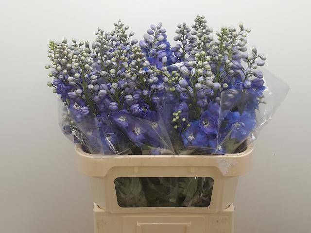 <h4>DELPH DU GUARD BLUE</h4>