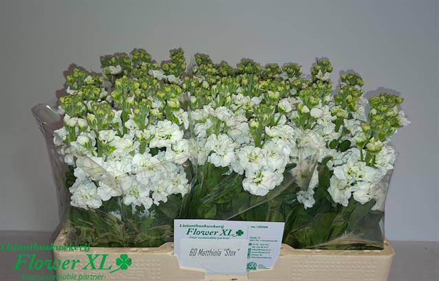 <h4>Matth Stox White</h4>