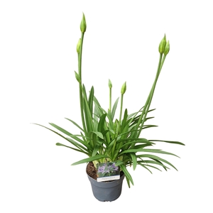 Agapanthus Charlotte blauw. pot 12 cm knoppen boven gewas