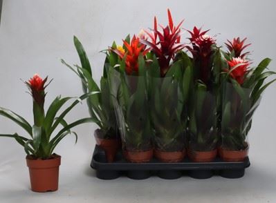 <h4>Bromelia gemengd</h4>