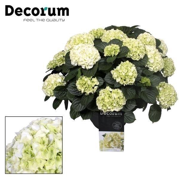 <h4>Hydrangea White in sierpot 20+ kop (Decorum)</h4>