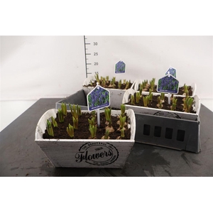 * Arr. Hout Wit Muscari 23 Cm.