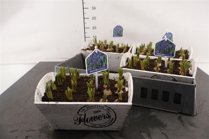 <h4>* Arr. Hout Wit Muscari 23 Cm.</h4>