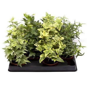 HEDERA HELIX P6 MIX