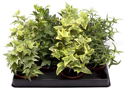 <h4>HEDERA HELIX P6 MIX</h4>
