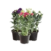 LISIANTHUS DOUBLINI P14 VARIADO